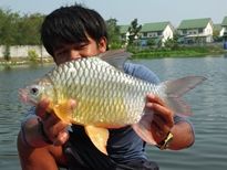 Thai Fish Species - Golden Bellied Barb