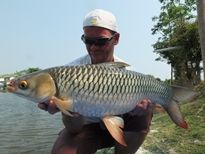 Thai Fish Species - Mad Barb