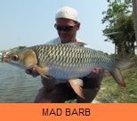 Thai Fish Species - Mad Barb