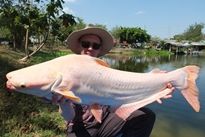Thai Fish Species - Albino Striped Catfish