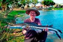 Thai Fish Species - Firewood Catfish