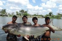 Thai Fish Species - Mekong Catfish