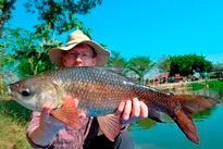 Thai Fish Species - Rohu x Black Shark Minnow