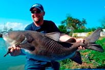 Thai Fish Species - Salween Rita