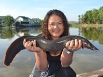 Thai Fish Species - Fire Eel