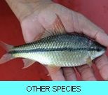 Khao Laem Dam Gallery - Other Species