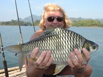 2.65kg Java Barb