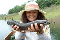 Striped Snakehead