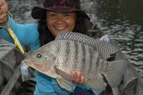 Tilapia