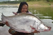 Thai Fish Species - Giant Featherback