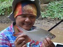 Thai Fish Species - Tinfoil Barb