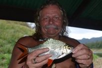 Thai Fish Species - Tinfoil Barb