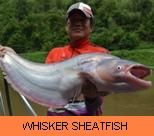Thai Fish Species - Whisker Sheatfish