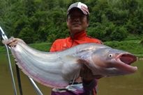 Thai Fish Species - Whisker Sheatfish