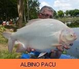 Thai Fish Species - Albino Pacu