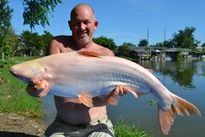 Thai Fish Species - Albino Striped Catfish