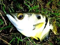 Thai Fish Species - Archer Fish