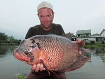Thai Fish Species - Giant Gourami