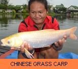 Thai Fish Species - Chinese Grass Carp