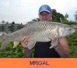 Photo Gallery - Mrigal