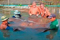 Thai Fish Species - Giant Freshwater Stingray
