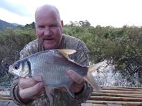 Thai Fish Species - Smith's Barb