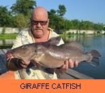 Photo Gallery - Giraffe Catfish
