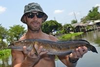 Thai Fish Species - Cobra Snakehead