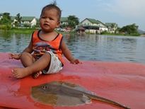 Thai Fish Species - White-Edge Stingray