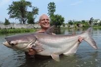 Thai Fish Species - Big-Y Catfish