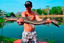 Thai Fish Species - Firewood Catfish