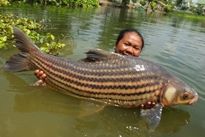 Thai Fish Species - Juliens Golden Price Carp
