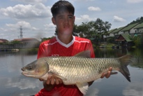 Thai Fish Species - Silver Carp