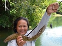 Thai Fish Species - Zig-Zag Eel