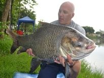 Thai Fish Species - Catla Carp