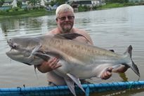 Thai Fish Species - Chao Phraya Catfish