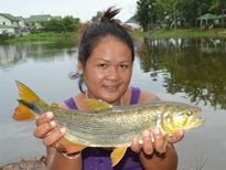 Thai Fish Species - Golden Dorado