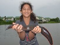 Thai Fish Species - Fire Eel