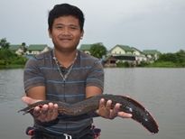 Thai Fish Species - Fire Eel