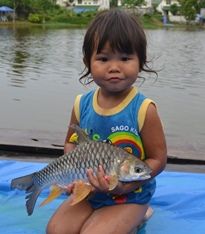 Thai Fish Species - Golden Tinfoil Barb