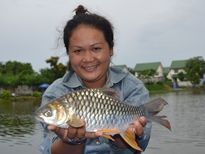 Thai Fish Species - Golden Tinfoil Barb