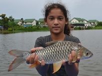 Thai Fish Species - Golden Tinfoil Barb