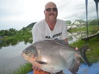 Thai Fish Species - Pacu