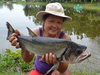 Thai Fish Species - Payara