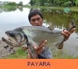 Thai Fish Species - Payara