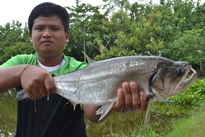 Thai Fish Species - Payara