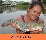 Thai Fish Species - Wels Catfish