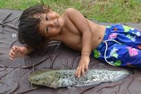 Thai Fish Species - Wels Catfish