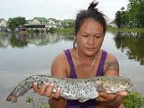 Thai Fish Species - Wels Catfish