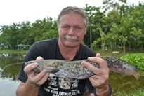 Thai Fish Species - Wels Catfish